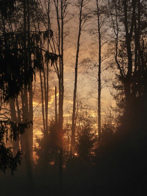 Photos gratuites de aube, bois, dernières lueurs