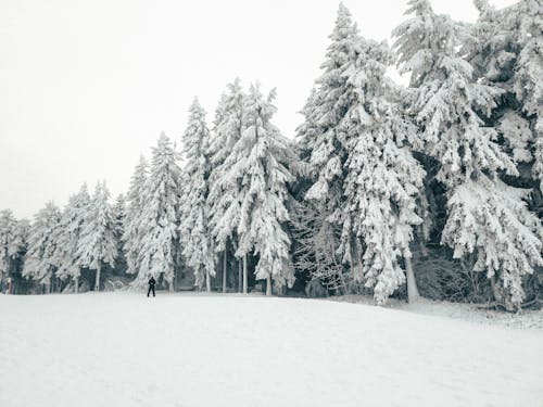 A Person Standing on a Snow Covered Ground Near the Trees Under the White Sky