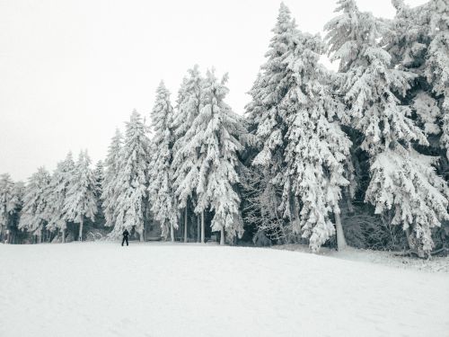 Free Explore a tranquil winter scene of frosty trees in a snowy forest during the day. Stock Photo