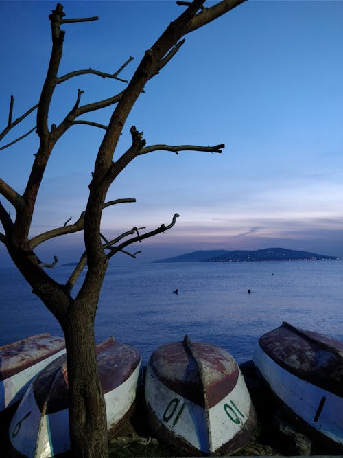 Fotos de stock gratuitas de árbol desnudo, barcos, mar