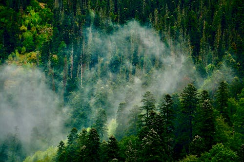 Thick Fog Over the Green Trees 