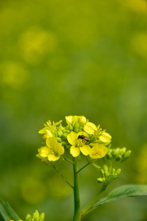 Free mustard flowers Stock Photo