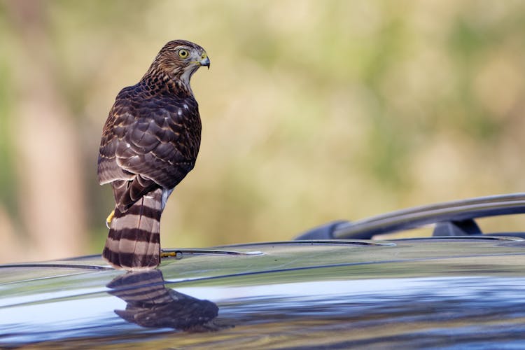 Bird On Car