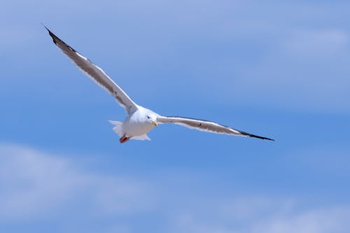 Photo of a Seagull Flying