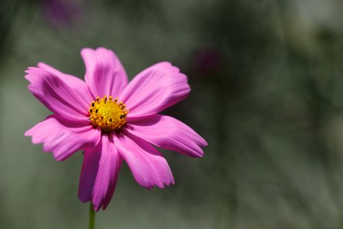 Free Stunning close-up of a pink cosmos flower with a vibrant yellow center against a soft background. Stock Photo