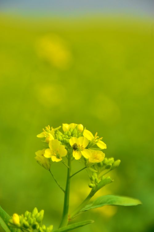 Free mustard leaves flowers Stock Photo