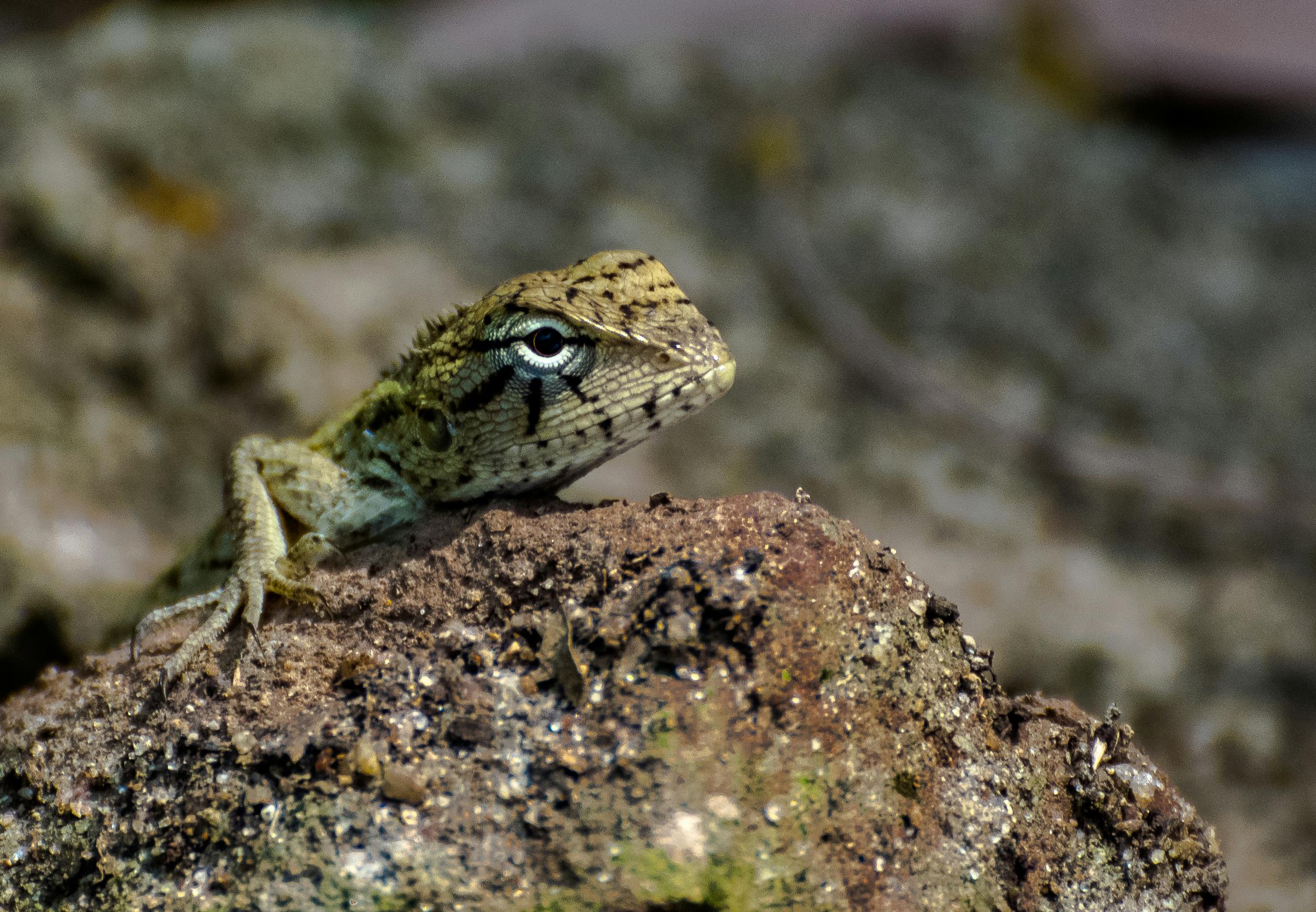 Free stock photo of chameleon, eyes