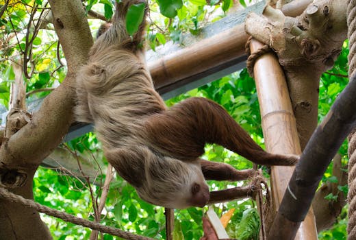 A two-toed sloth hangs from a tree branch in a lush, green tropical environment, showcasing its unique characteristics.