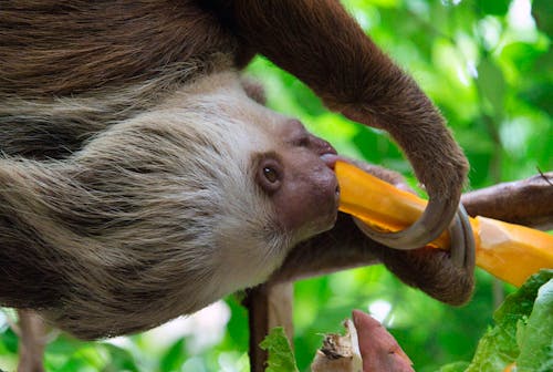 Foto profissional grátis de alimentação, animal, exótico