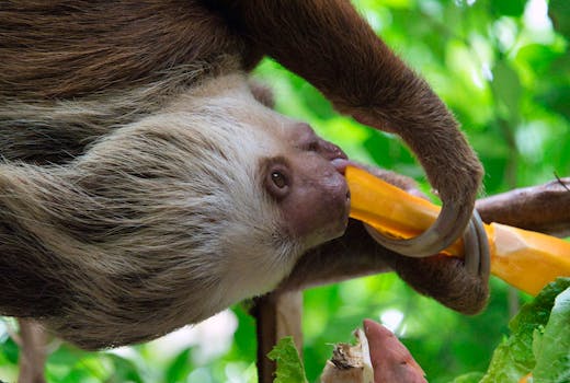 A two-toed sloth enjoys a tropical snack in a vibrant jungle setting, showcasing its unique behavior.