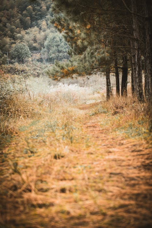 Free Green Grass with Green Trees  Stock Photo