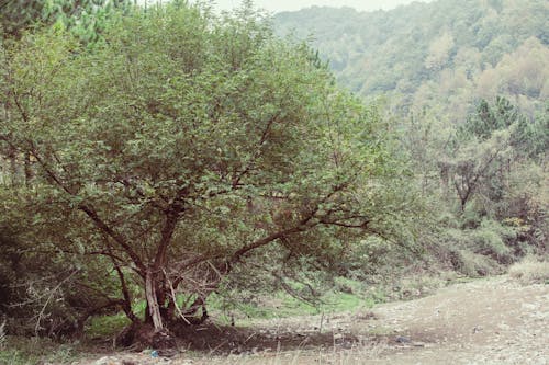 ağaç, Ağaç dalları, arazi içeren Ücretsiz stok fotoğraf