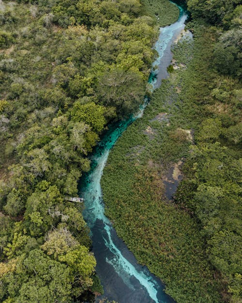 Aerial View of River Near Green Trees