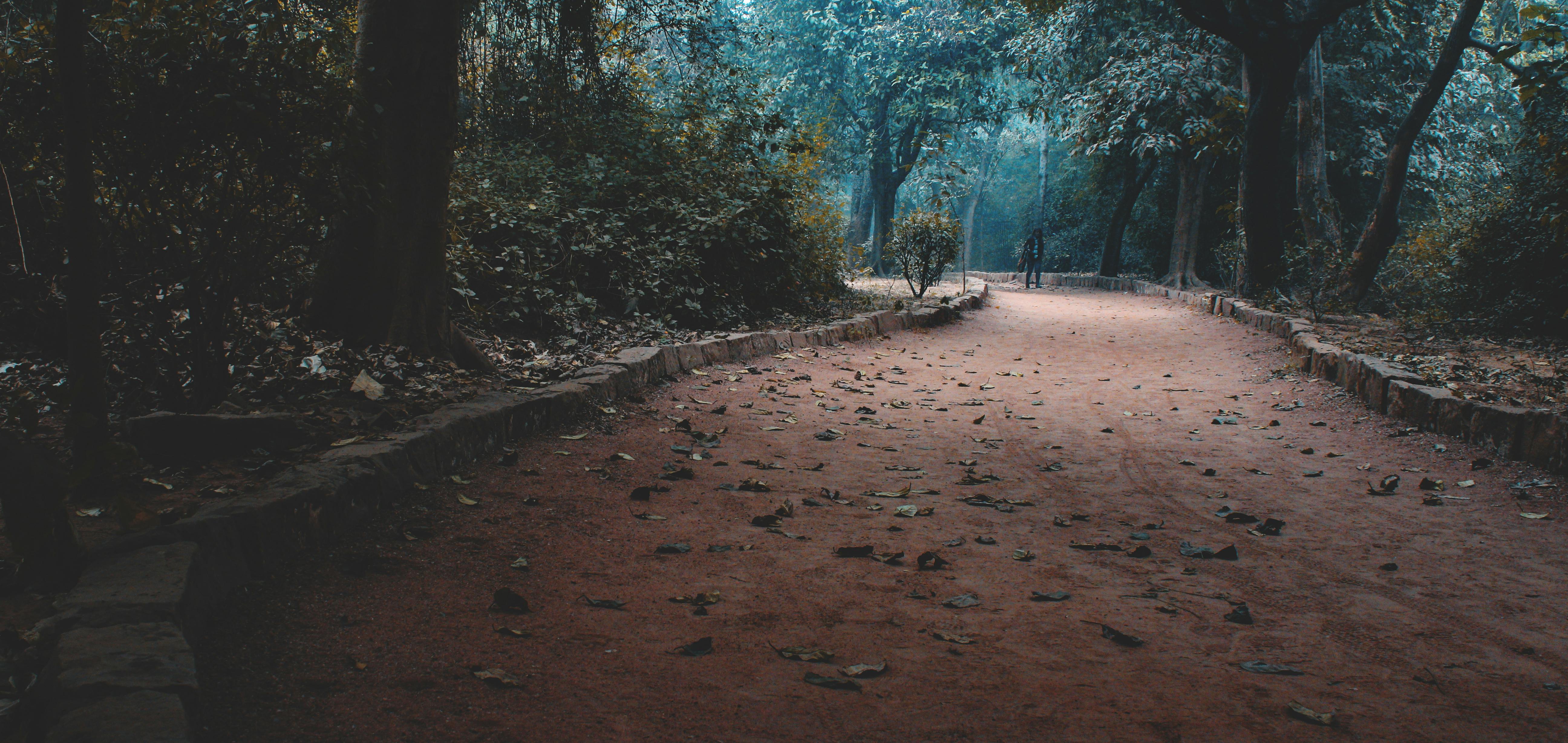 empty road in forest