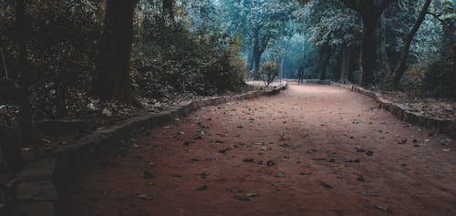 Empty Road in Forest