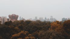 雾蒙蒙的天际线下，秋叶点缀前景，捕捉到宁静的城市景观