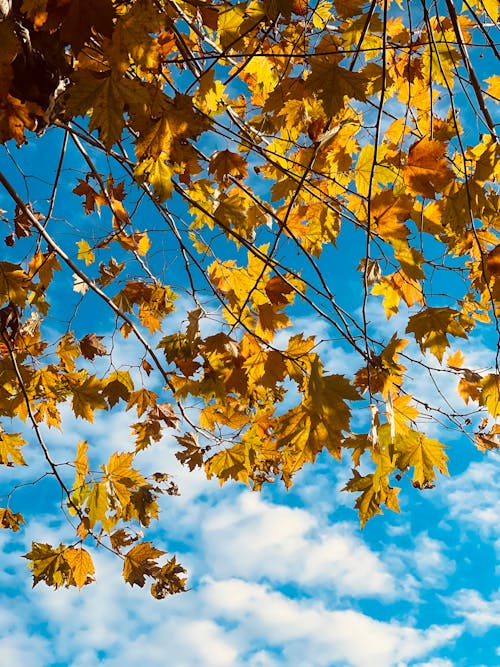 A Tree with Autumn Leaves Under Blue Sky
