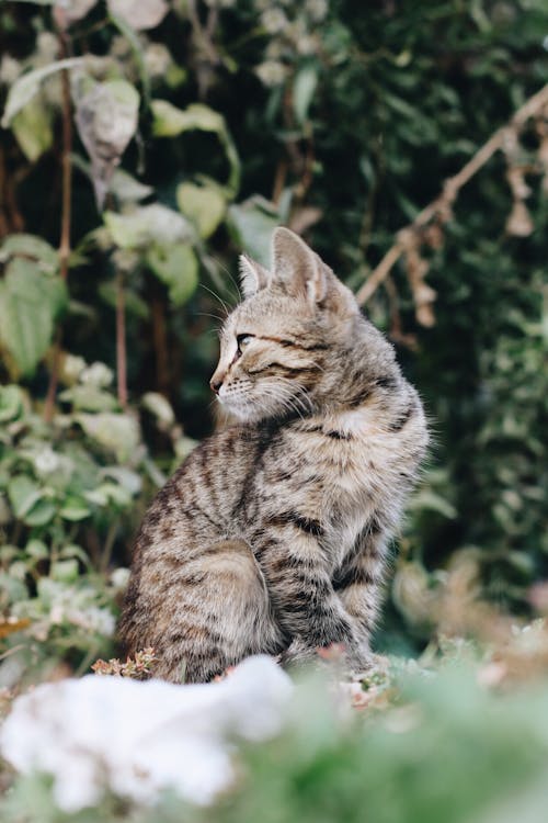бесплатная Неглубокая фотография коричневого полосатого котенка Стоковое фото