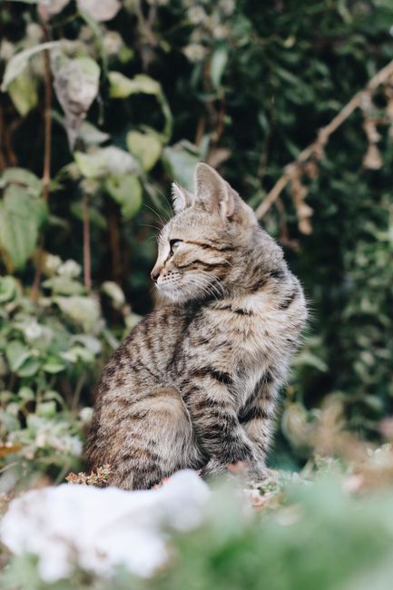 Cute tabby kitten sitting outdoors on grass, looking around.