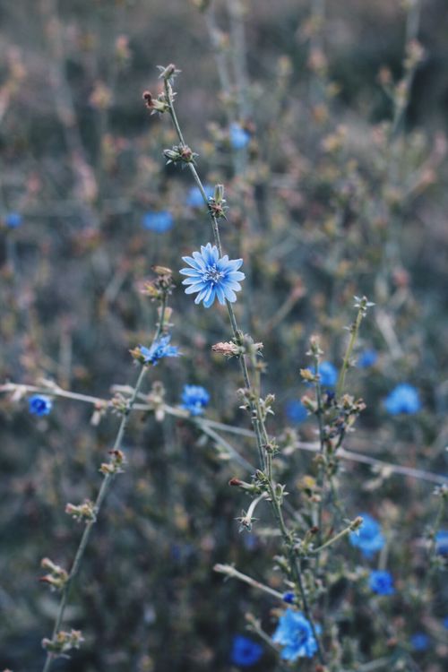 Free Beautiful blue wildflowers blossoming in a natural field setting. Stock Photo