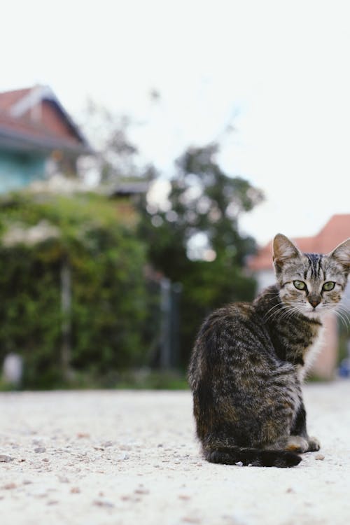 Shallow Focus Photography of Cat Sitting on Ground