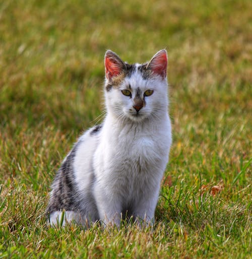 Feral Kitten Sitting on Grass