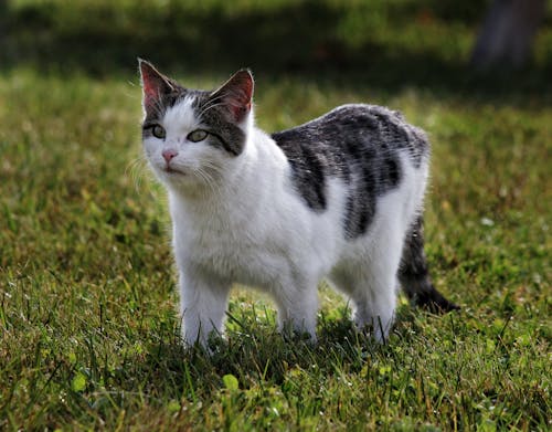 A Cute Cat on Green Grass Field