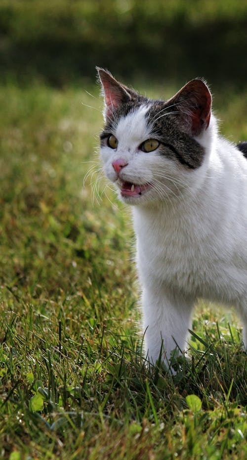 Feral Cat Standing on Grass