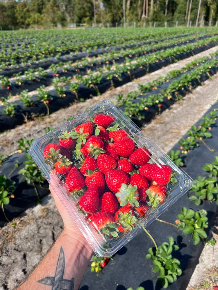 A Hand Holding A Tupperware With Fresh Strawberries