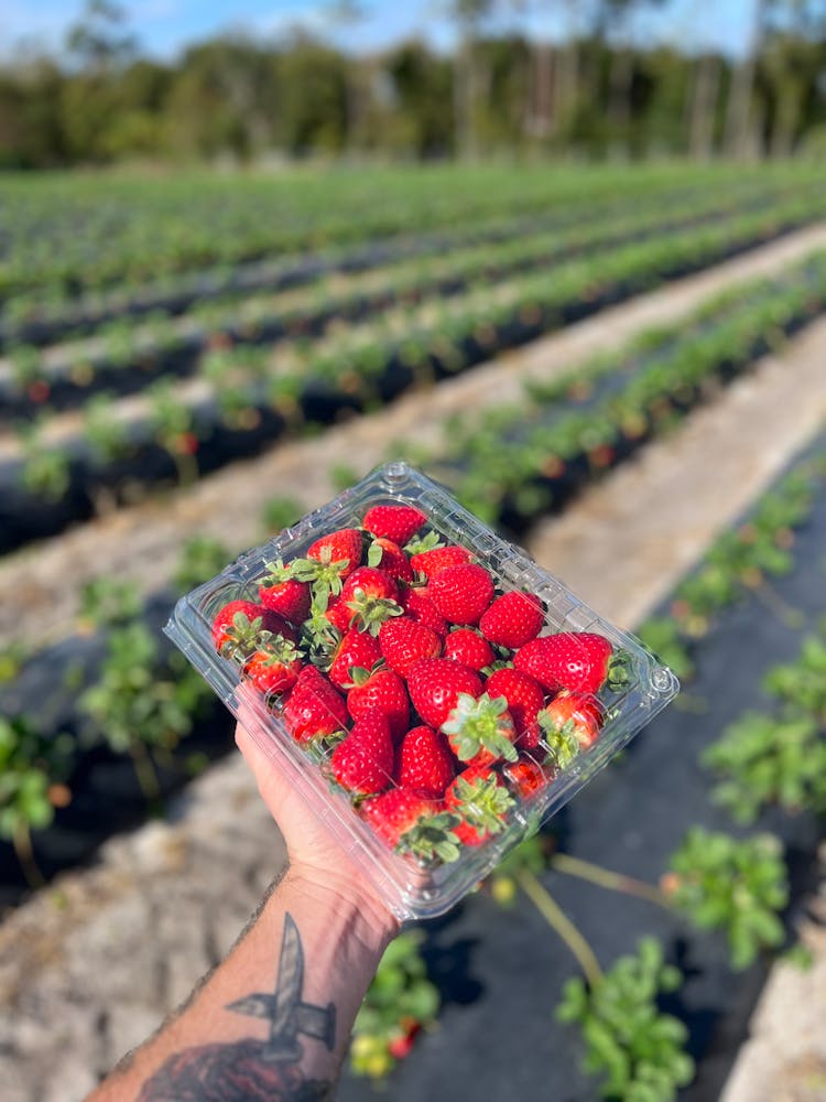 A Hand Holding A Tupperware With Fresh Strawberries