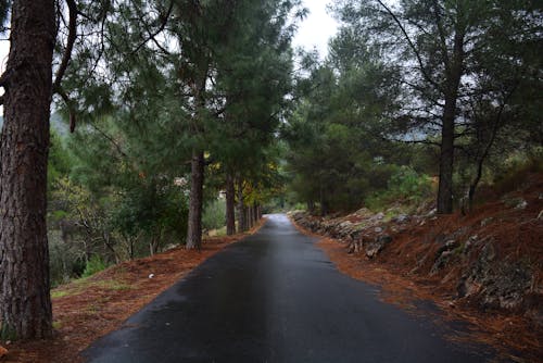 Photo of Roadway Surrounded by Trees