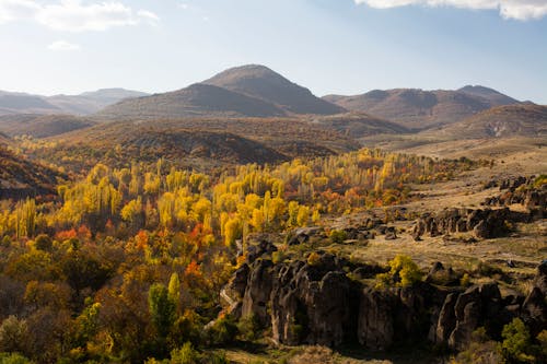 Imagine de stoc gratuită din arbori, cer albastru, culori de toamnă