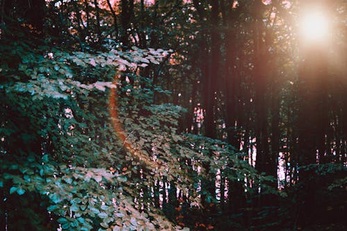 Green Leafed Trees 