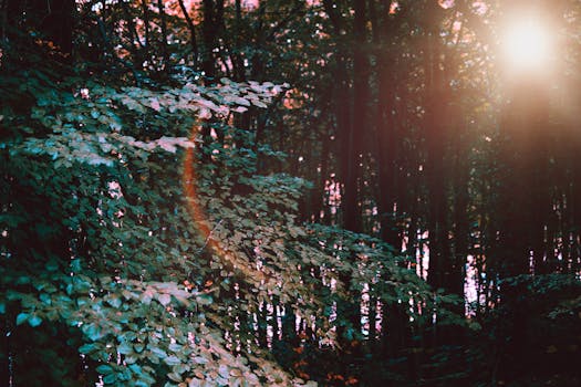 阳光穿过茂密的森林，照亮了郁郁葱葱的绿叶，营造出温暖而宁静的氛围