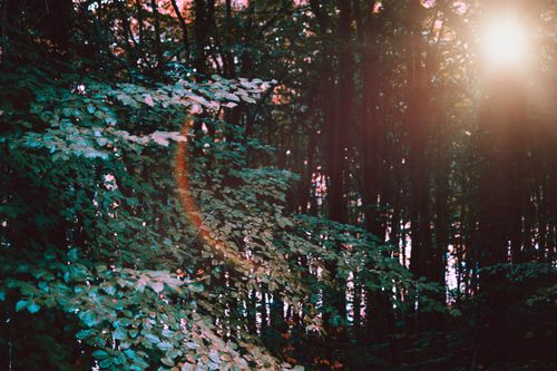Free Sunlight streams through a dense forest, illuminating lush green foliage and creating a warm, serene atmosphere. Stock Photo