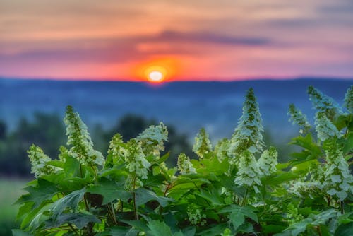 Immagine gratuita di alba precoce