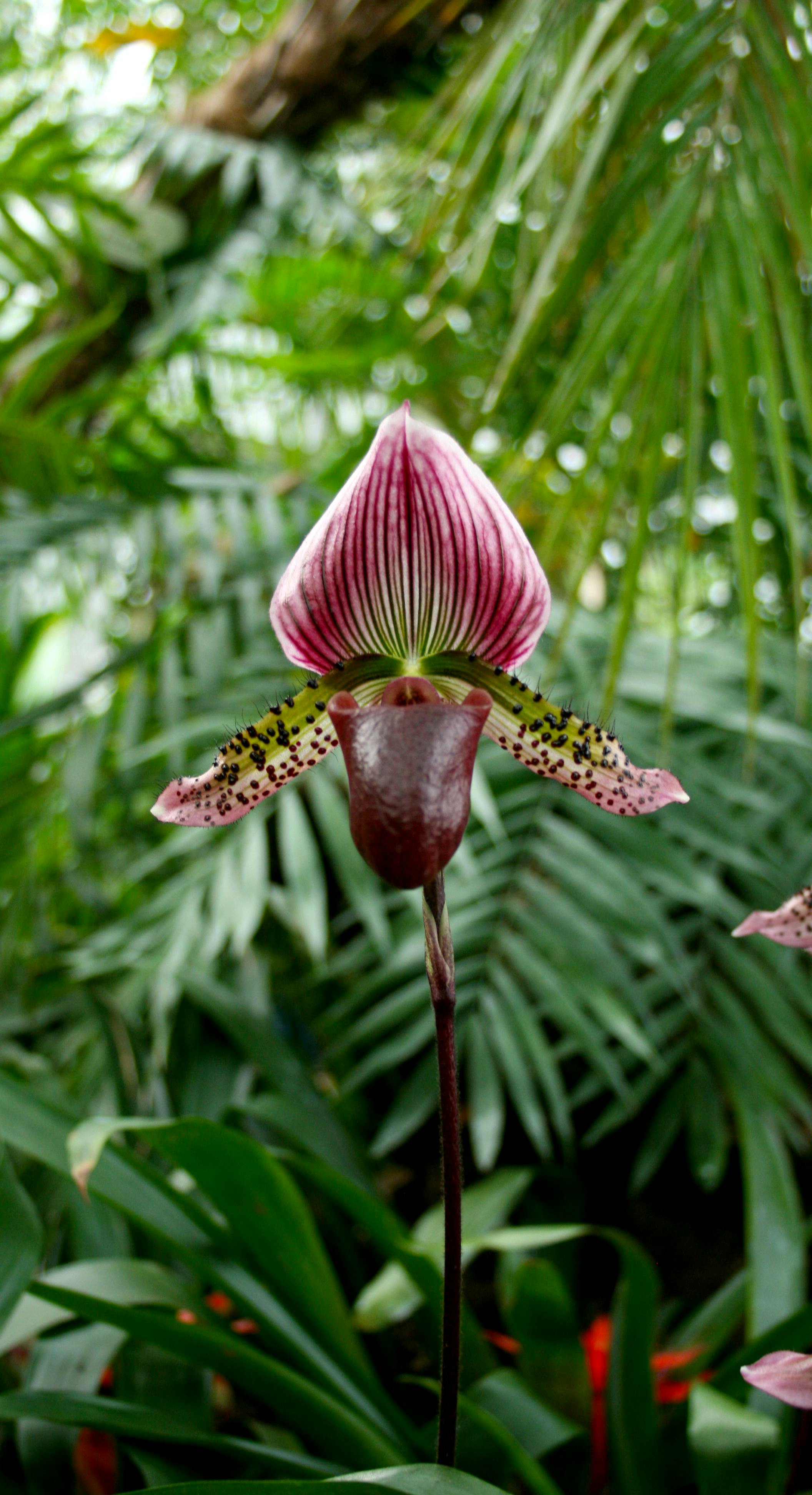 Free stock photo of botanical garden, exotic, Exotic flower