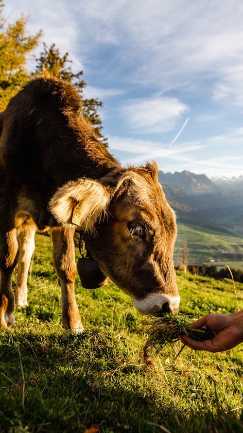 A Person's Hand Feeding a Cow