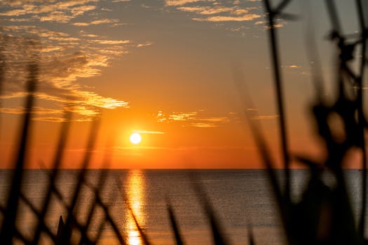 A breathtaking sunrise over the ocean seen through silhouetted grasses, capturing the golden glow.