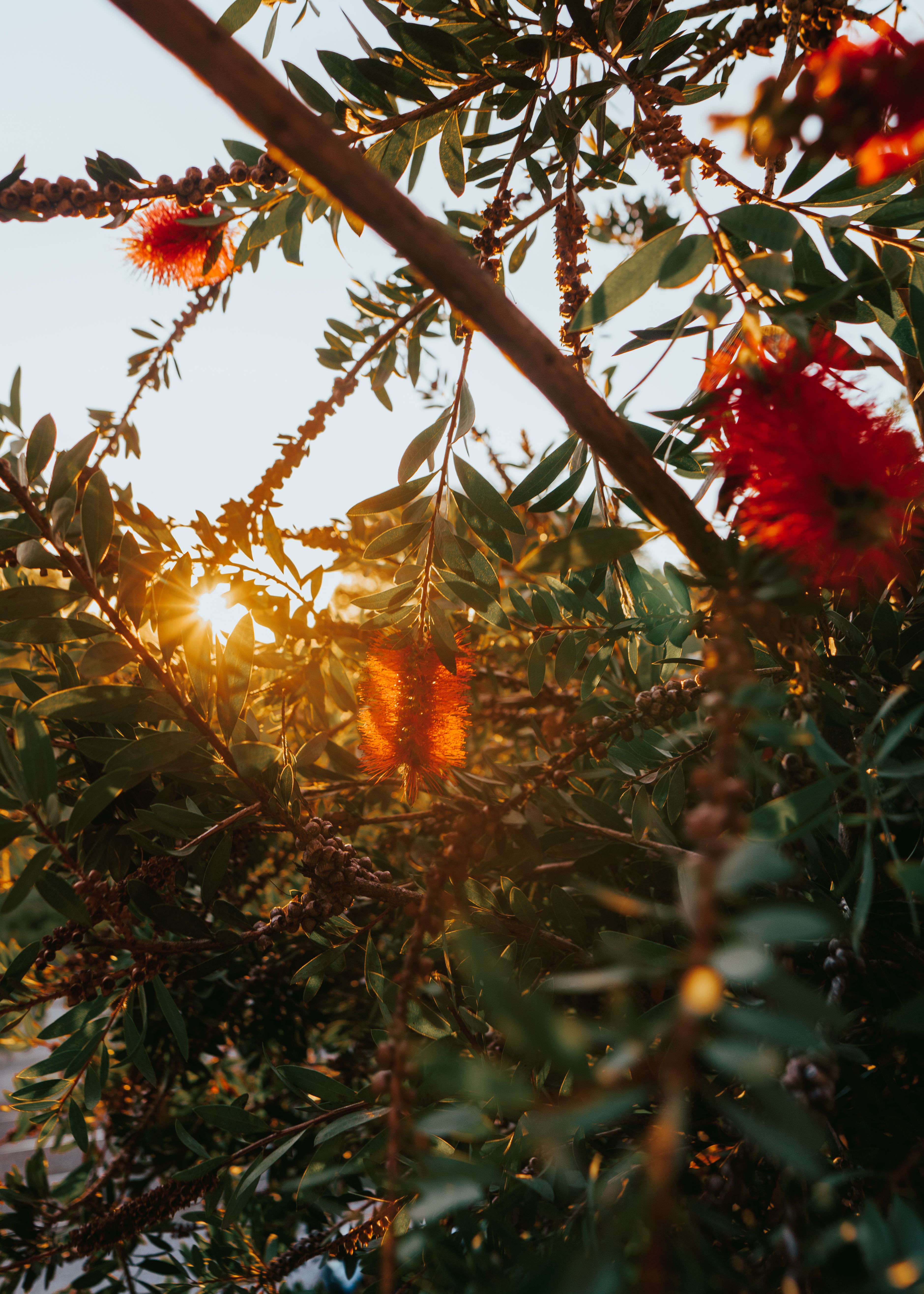 Red flowers in focus as sunlight filters through leaves, Portas, Portugal
