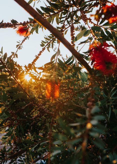 Red flowers in focus as sunlight filters through leaves, Portas, Portugal