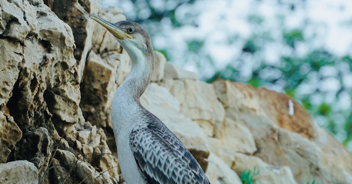 Bird Sitting on Rock in Nature · Free Stock Photo