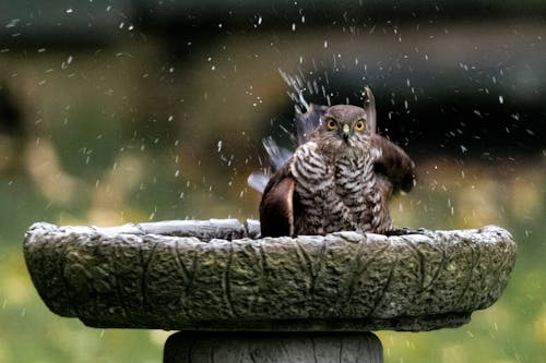 SParrow Hawk bathing