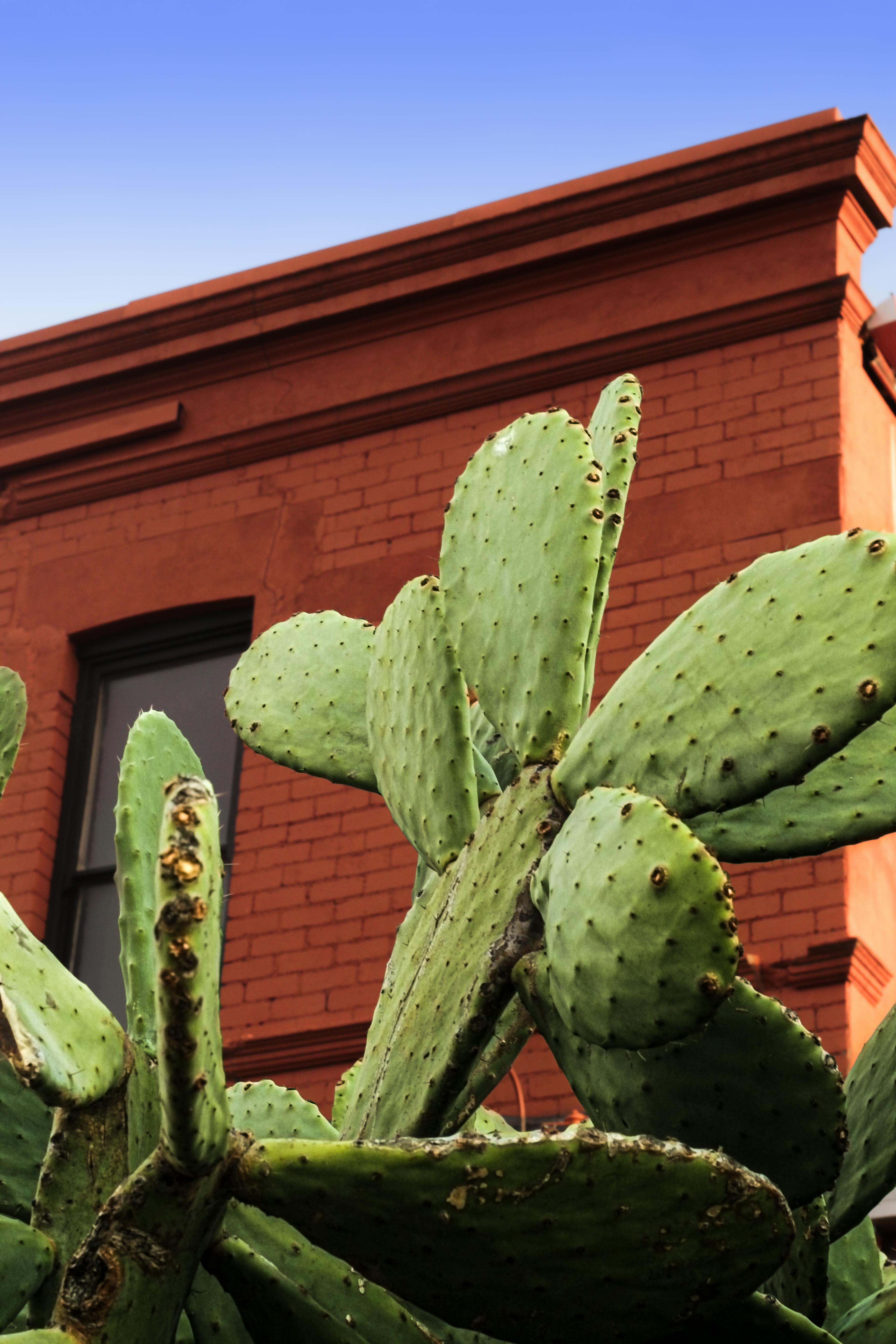 Cactus Cut Photos, Download Free Cactus Cut Stock Photos & HD Images