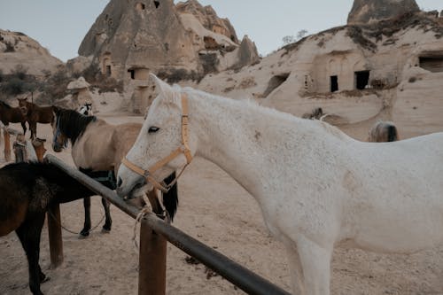 at, Beyaz at, Çiftlik hayvanı içeren Ücretsiz stok fotoğraf