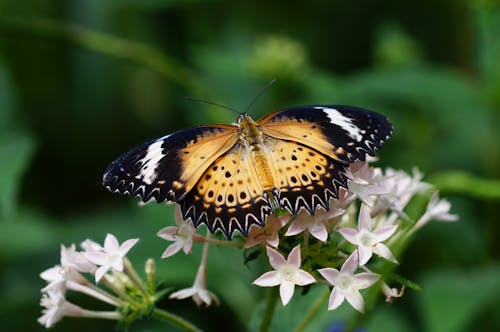 Macro of Butterfly Sitting on Flower in Nature