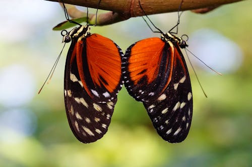 Mating Monarch Butterflies