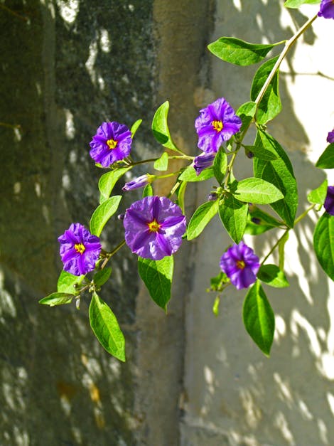 Purple flower and green vines Stock Photo by ©realrocking 2947079