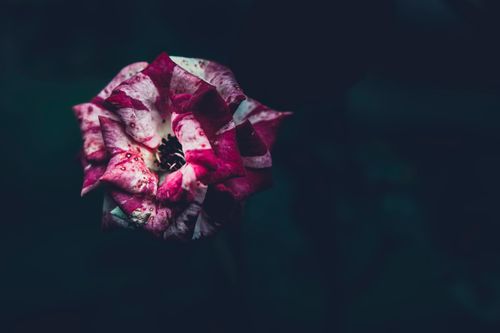 Free A moody close-up photograph of a fading rose blossom capturing its vibrant pink and white petals with dewdrops. Stock Photo