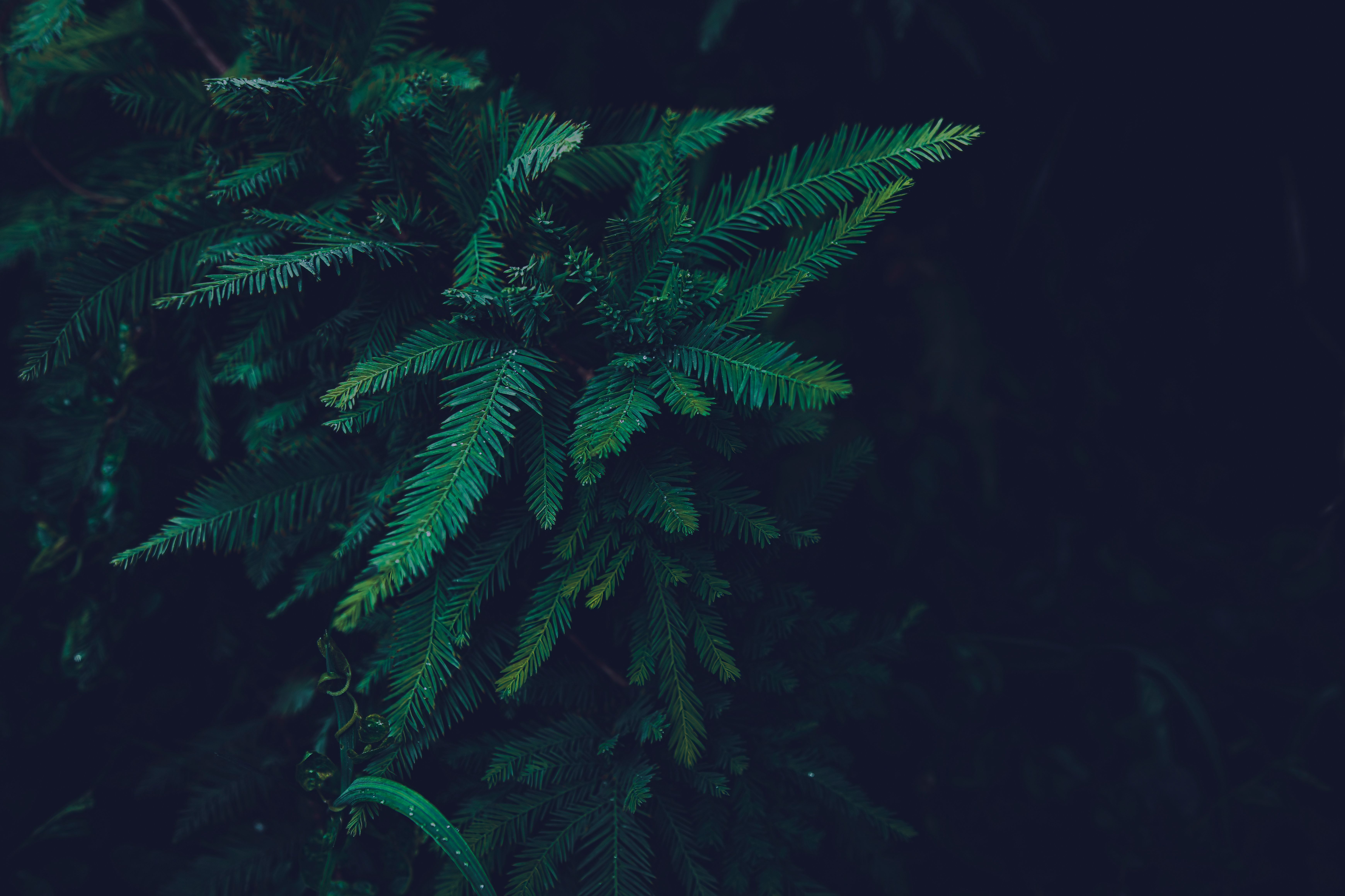 Close up of Evergreen Leaves · Free Stock Photo
